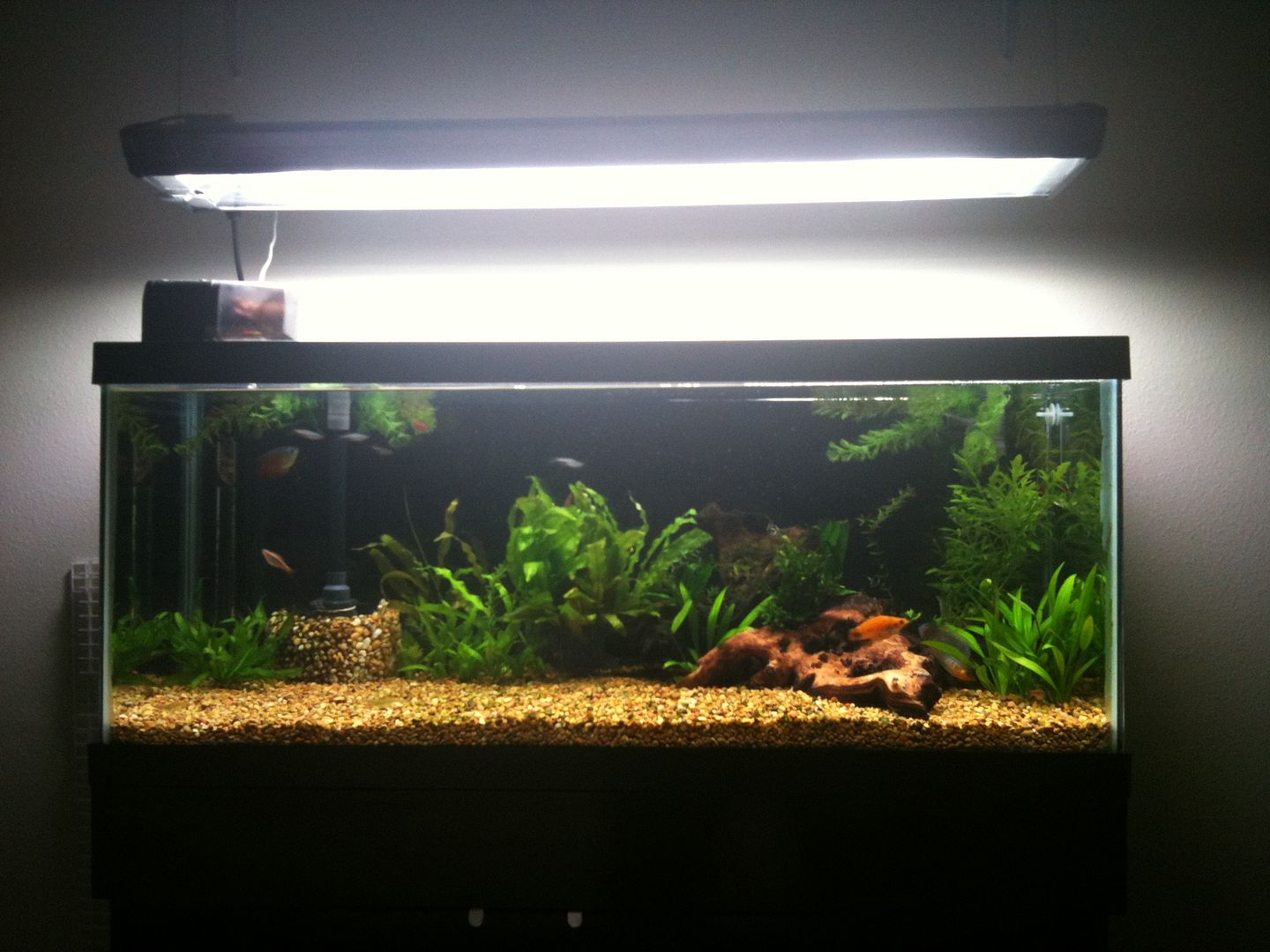 New (to me) 30 gallon long! - Page 8 - Aquarium Forum